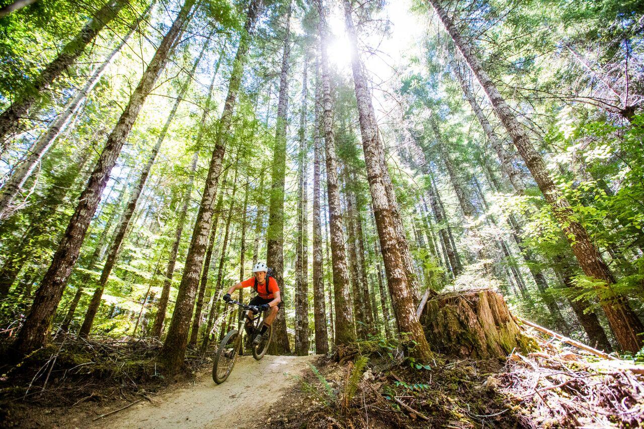 A mountain biker on a dirt path in a bright, tall tree forest.
