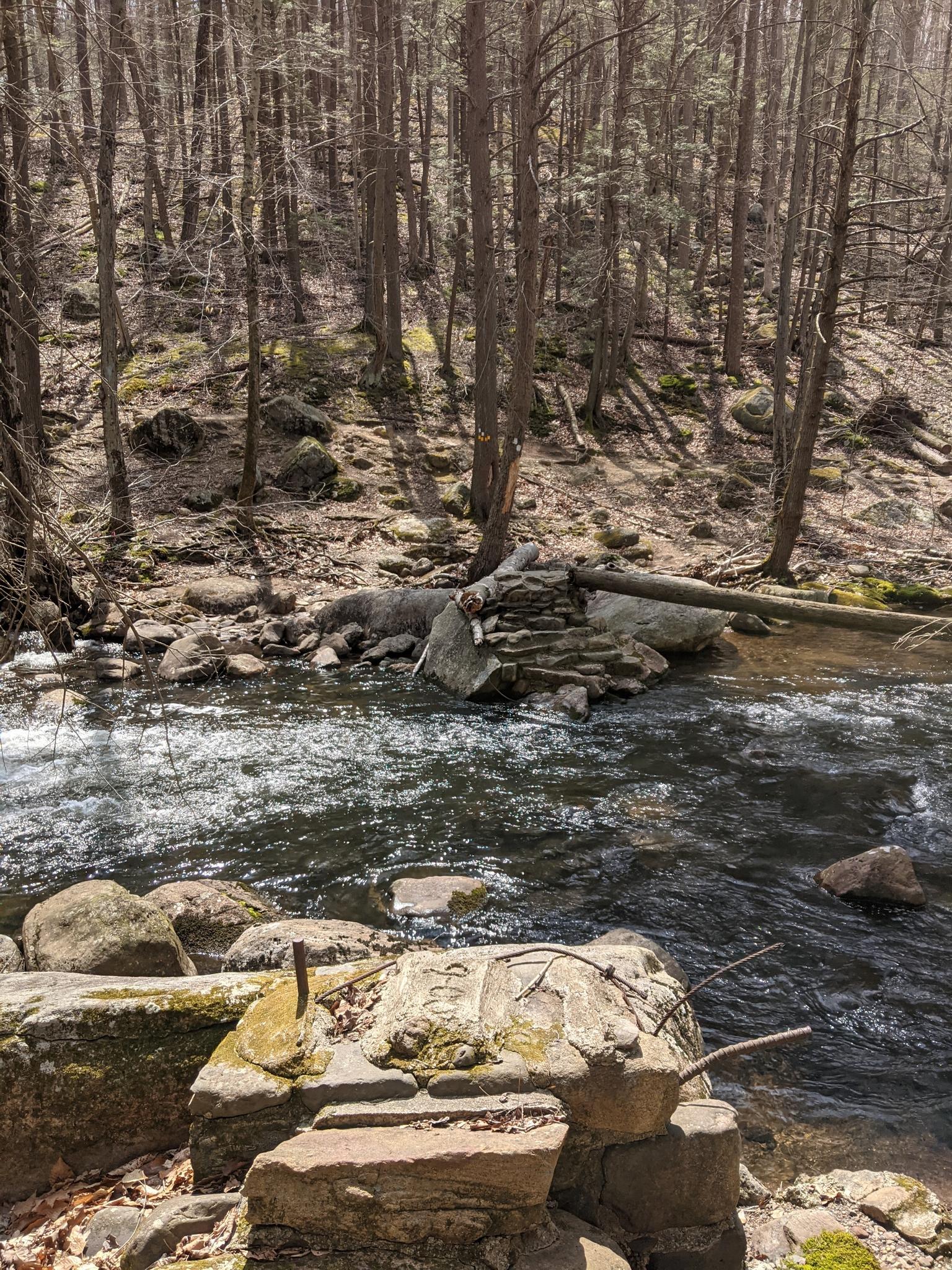 Rushing rocky stream through a sun-dappled forest with tall trees.