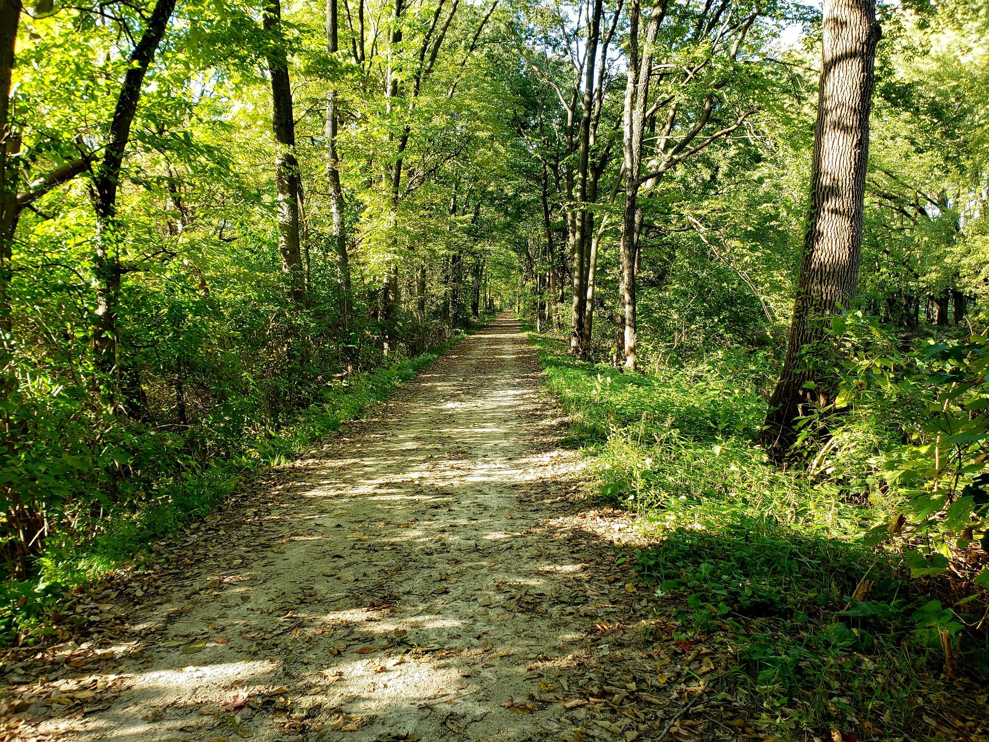 Shaded dirt path through a dense forest with dappled sunlight.