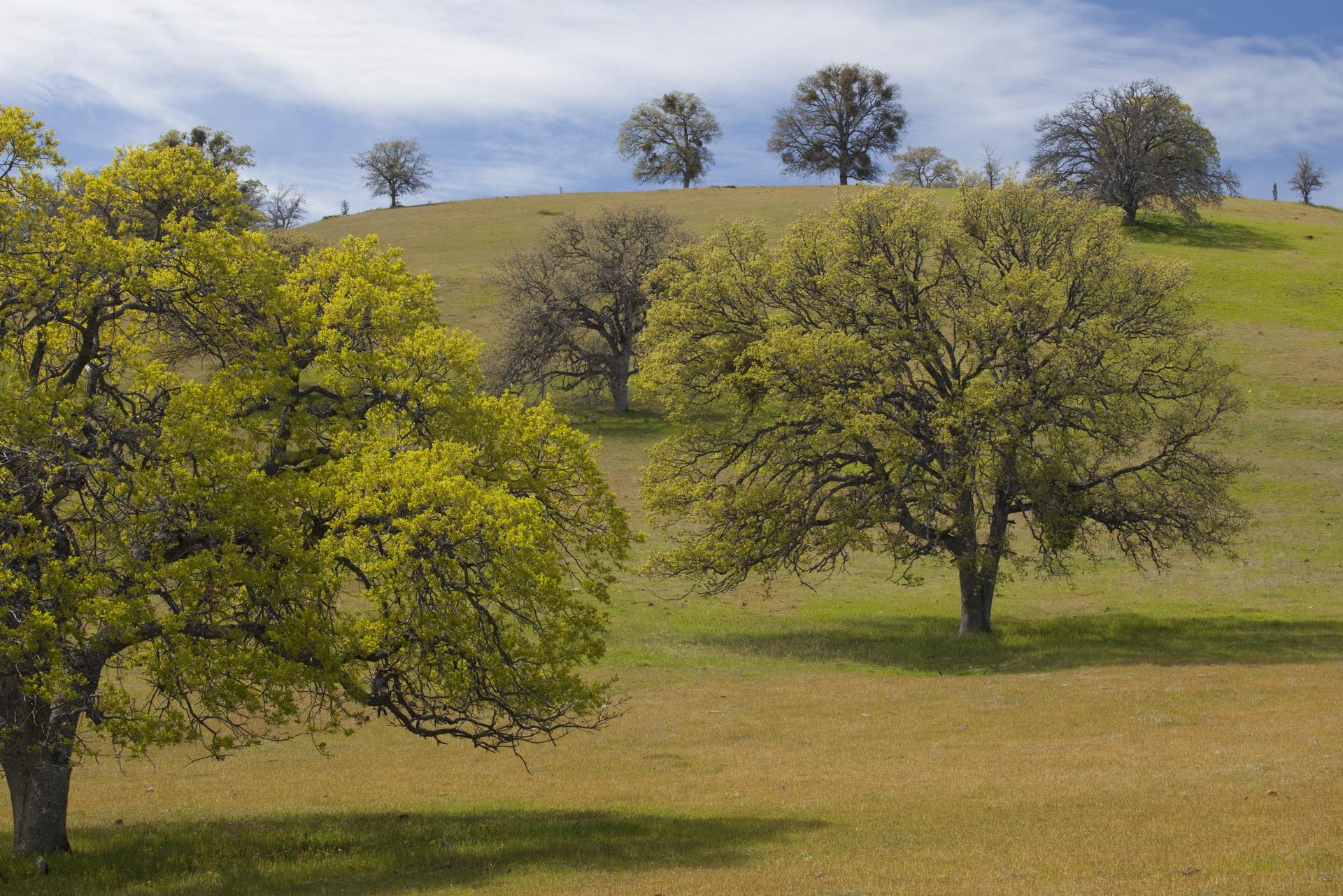Brightly lit green and golden hills with scattered oak trees under a cloudy sky.