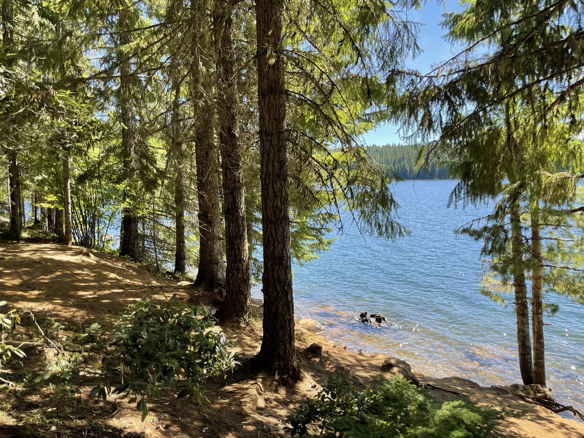 Sunny lake shore seen through tall trees with clear blue water.