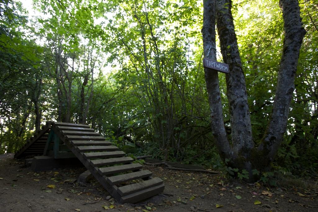 A wooden bike ramp sits in a sun-dappled forest with tall trees.