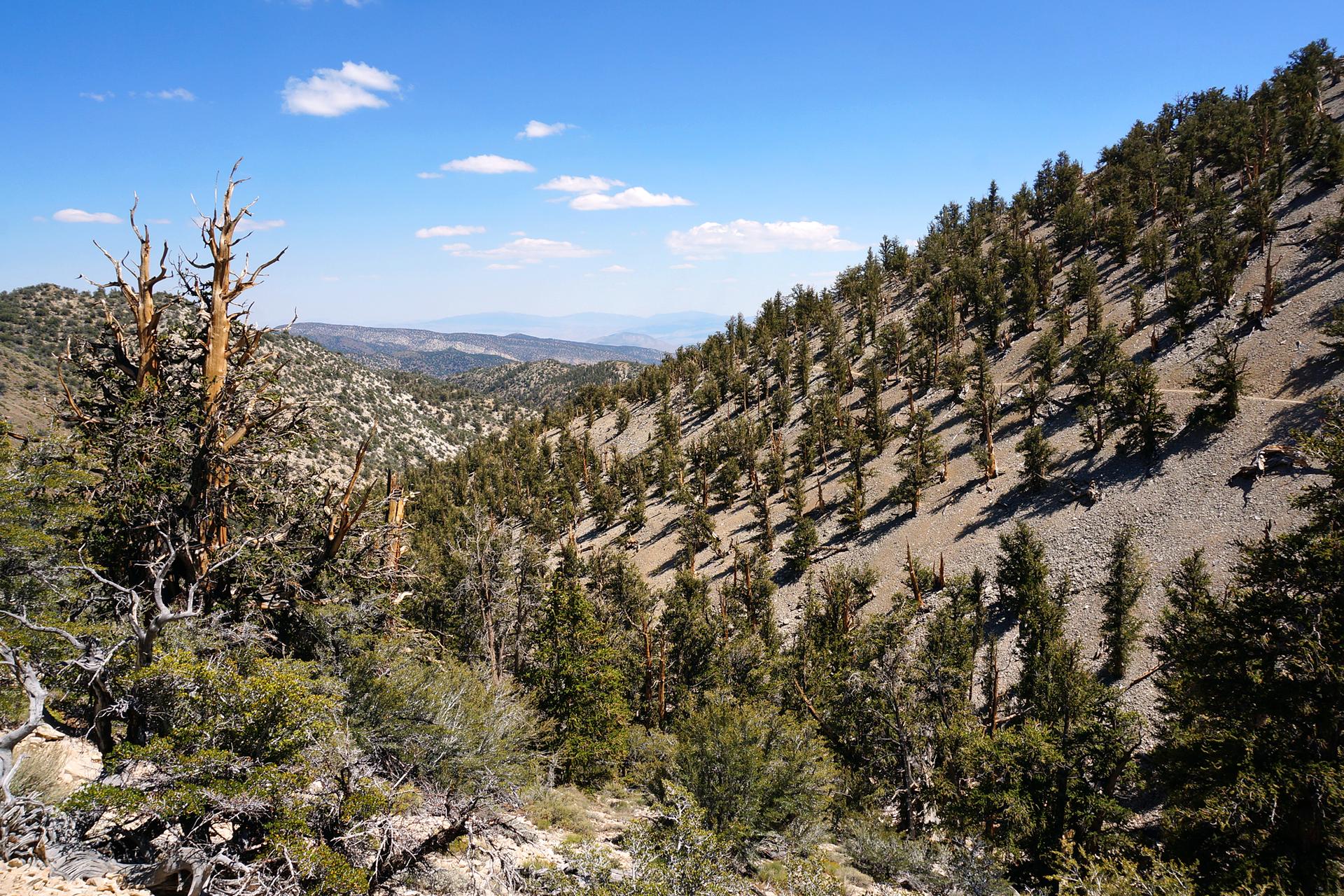 Sunny view of a steep, rocky hillside covered with evergreen trees.