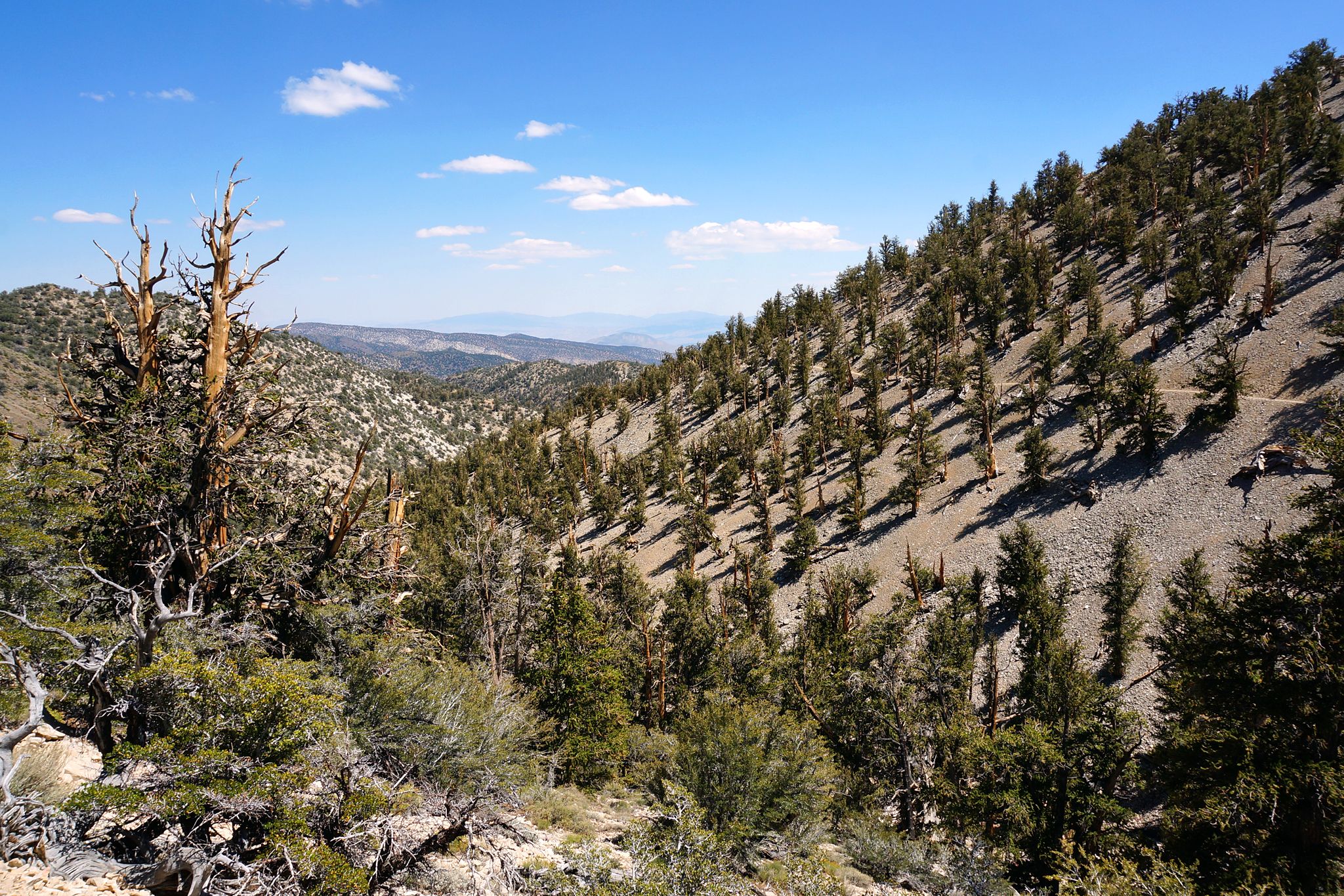 Sunny view of a steep, rocky hillside covered with evergreen trees. - Methuselah Loop Trail
