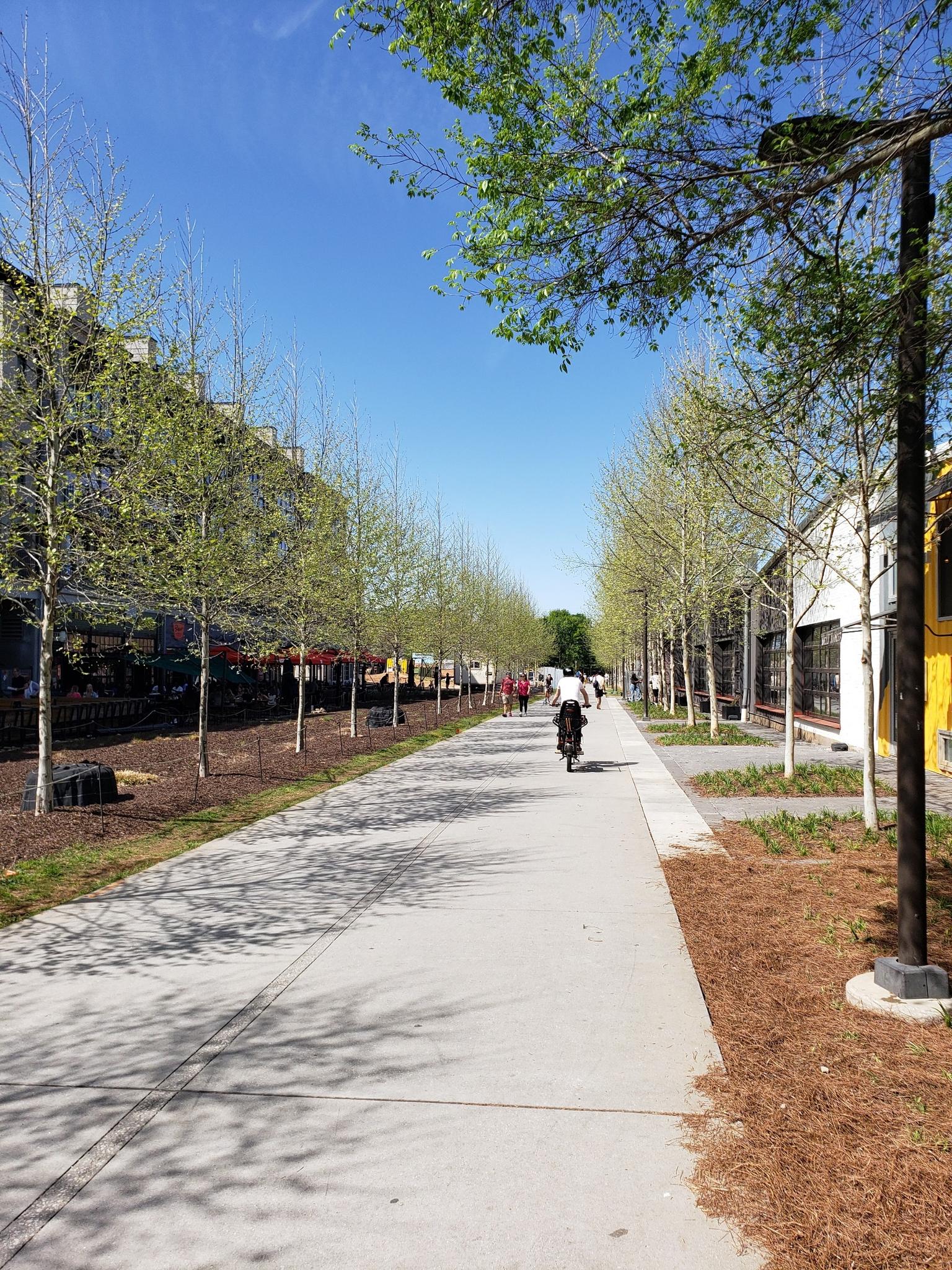 A person cycles on a sunny paved path lined with young trees and buildings.