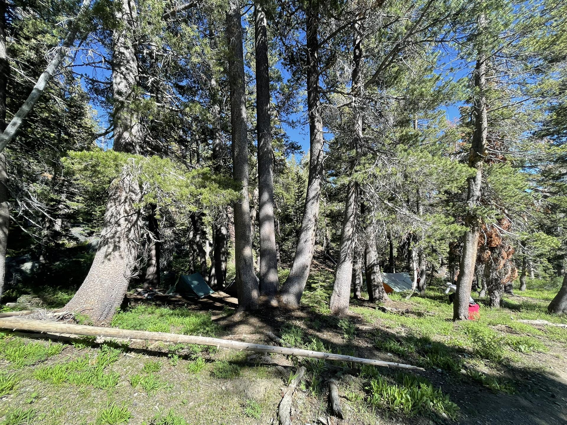 Dense pine forest with camping gear visible among the trees on a sunny day.