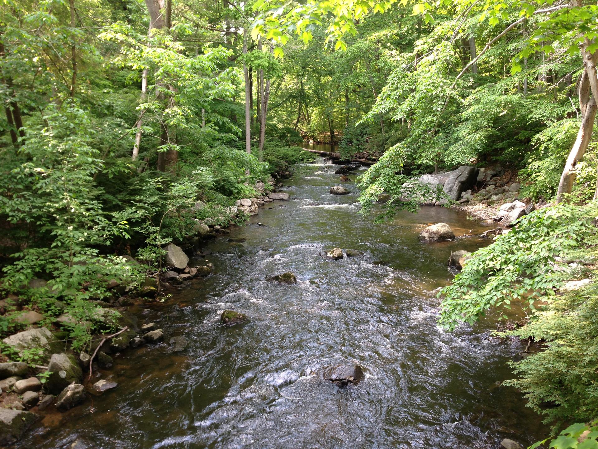 A clear river flows through a vibrant green forest under bright daylight.