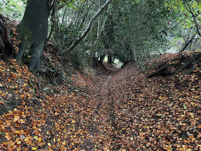 Shere Drop, Dark Lane Singletrack: Mountainbike-Touren | komoot