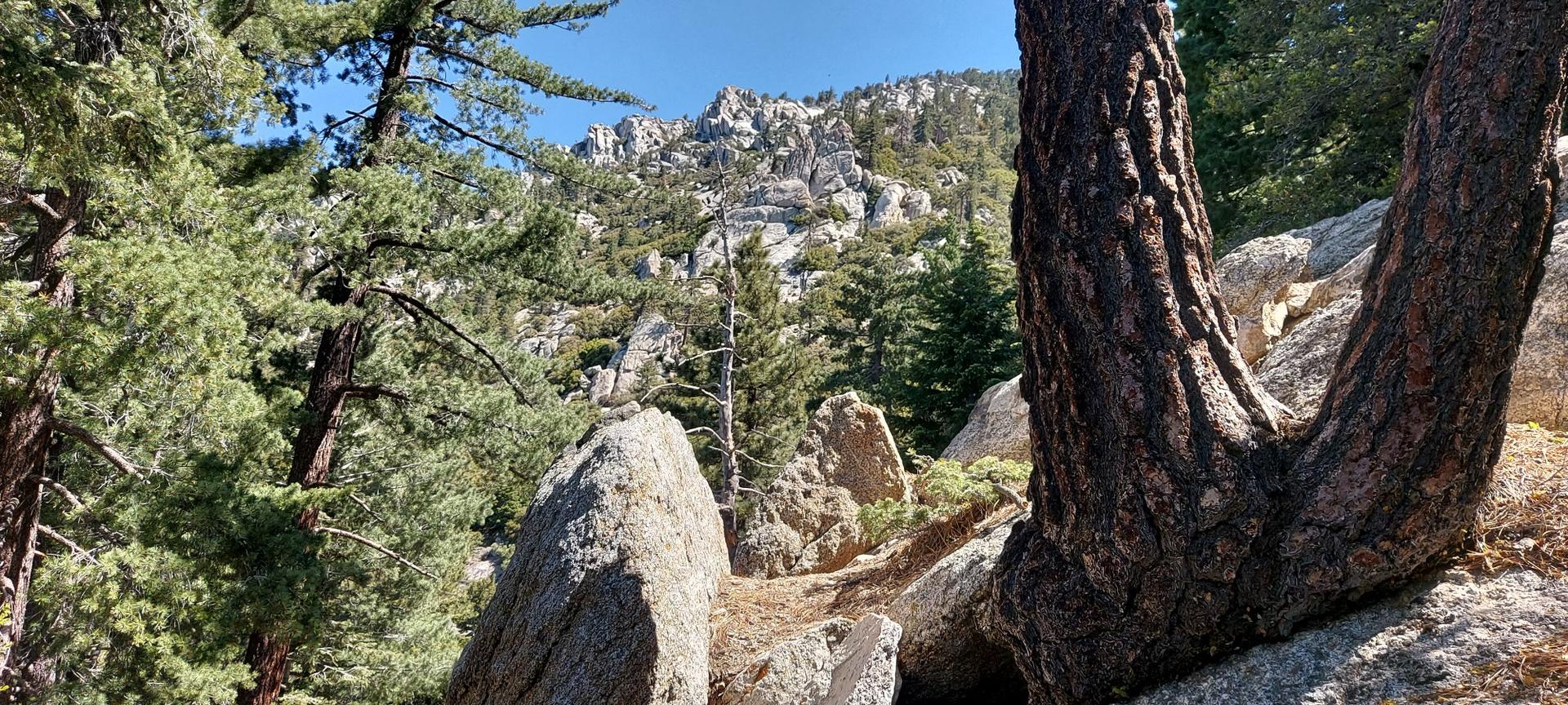 A gnarled tree trunk and large boulders on a sunny, forested hillside.