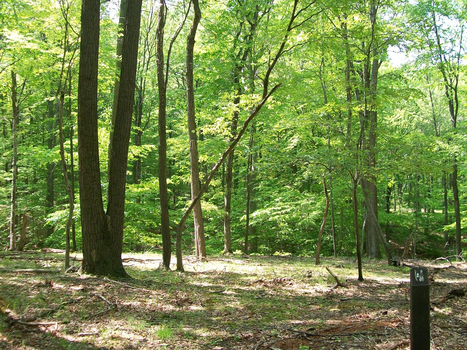 Sunny forest with tall trees, dappled light on leafy ground, and a dark post.