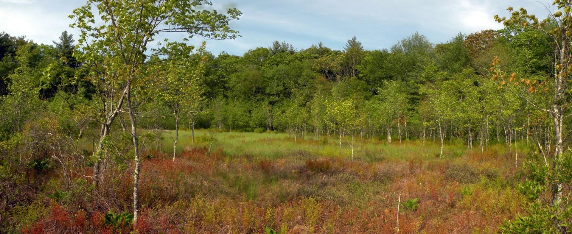 A sunlit meadow with green and reddish grasses, surrounded by lush trees under a blue sky.