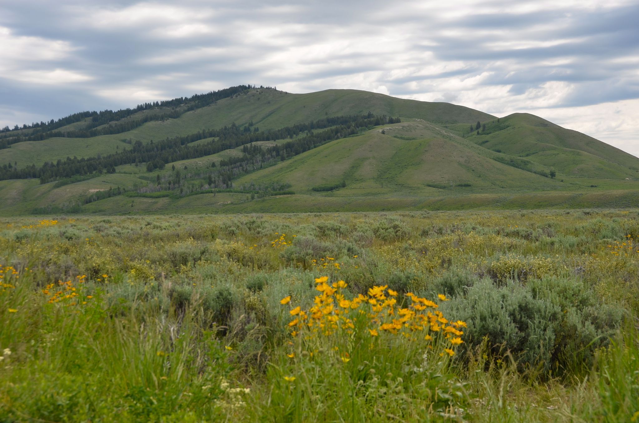 Green field with yellow wildflowers, rolling hills under a cloudy sky. - Blacktail Butte