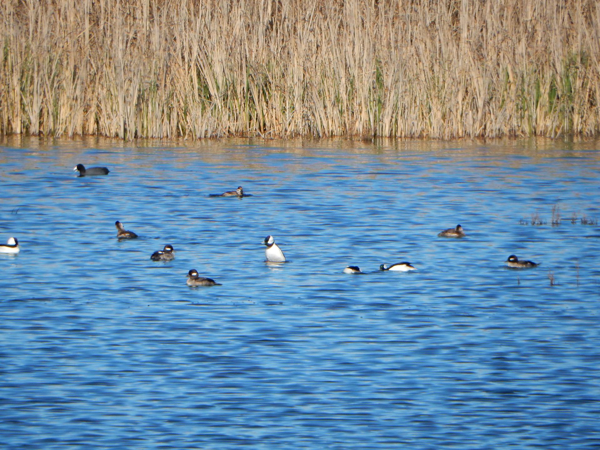 Numerous ducks swim on blue water with tall dry reeds in the background.