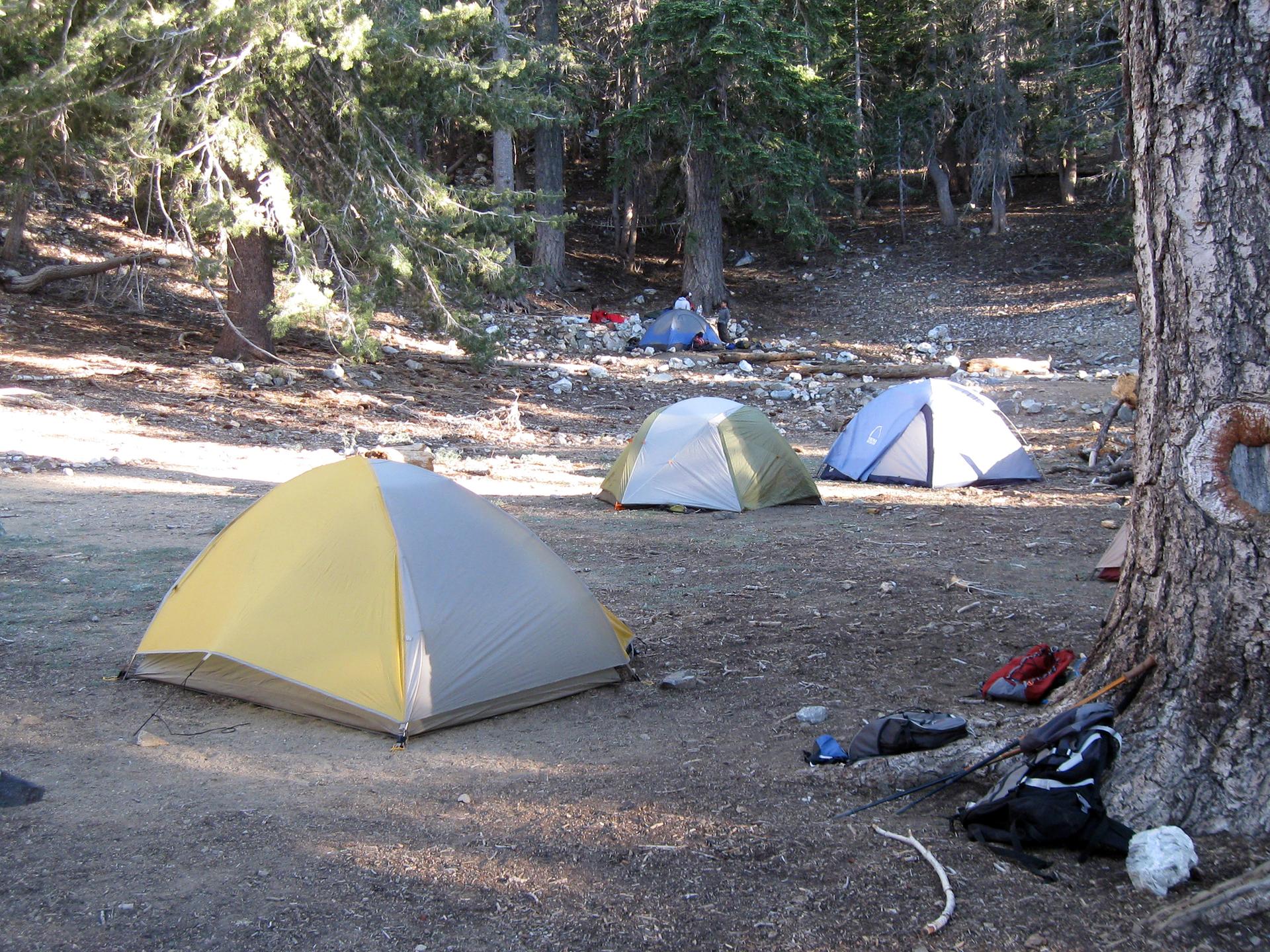 Several tents set up in a forest clearing, dappled sunlight.