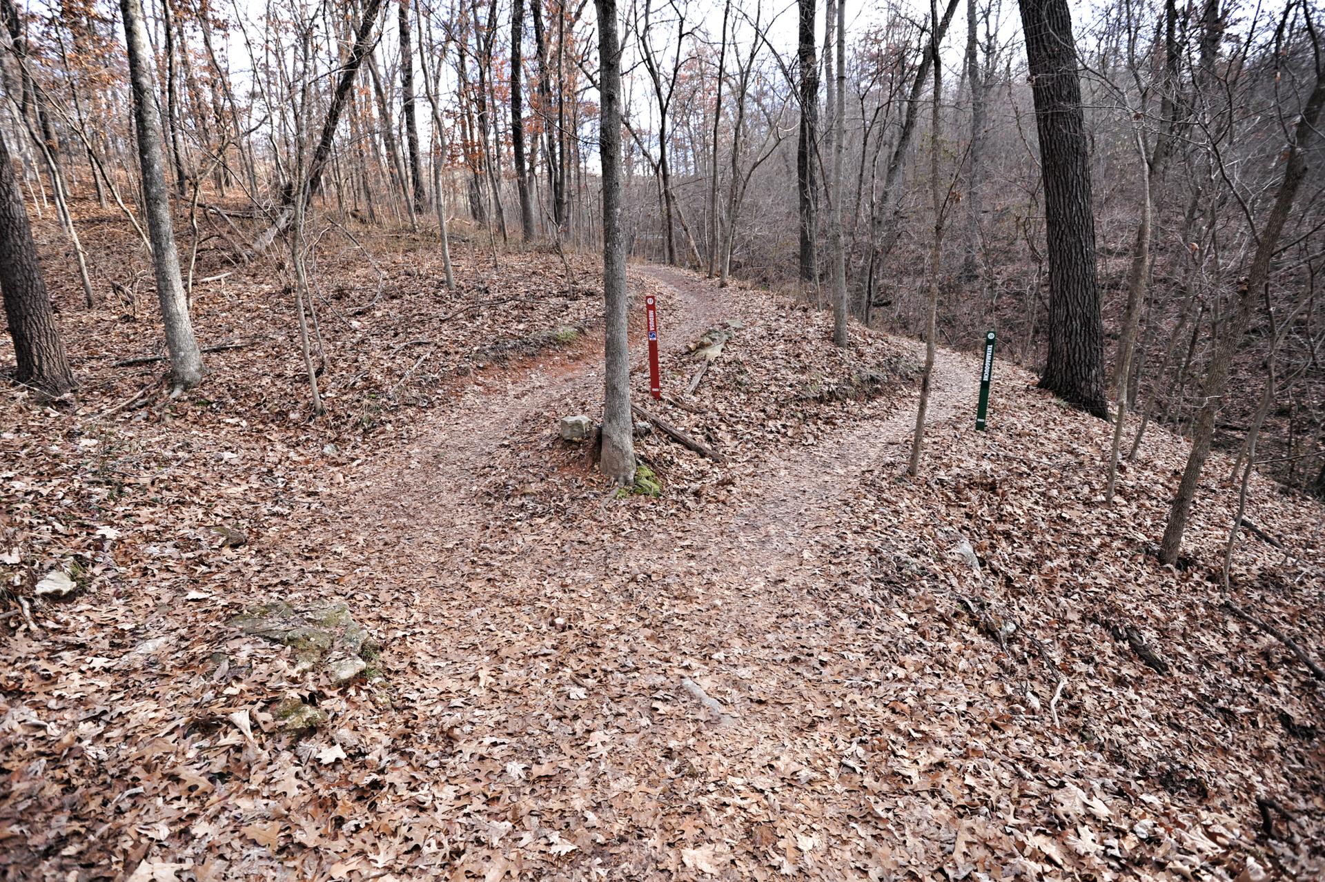 A fork in a leaf-covered dirt path through a bare, muted forest.