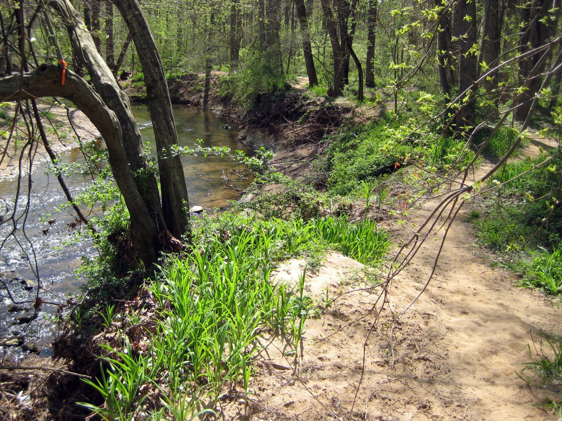 A sunlit forest stream flows beside a dirt path with green plants.