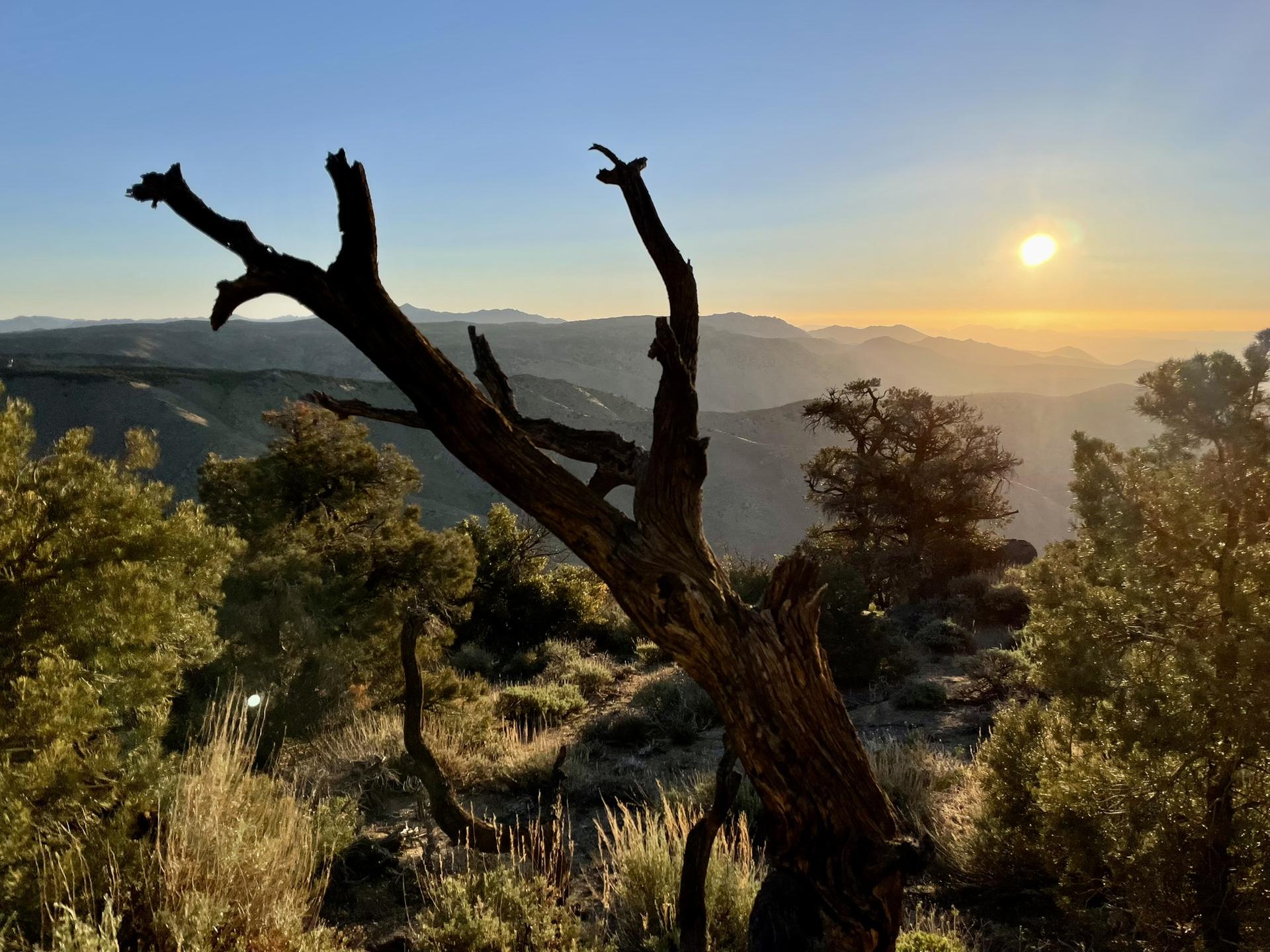 A gnarled tree silhouetted against a vibrant sunset over distant mountains.