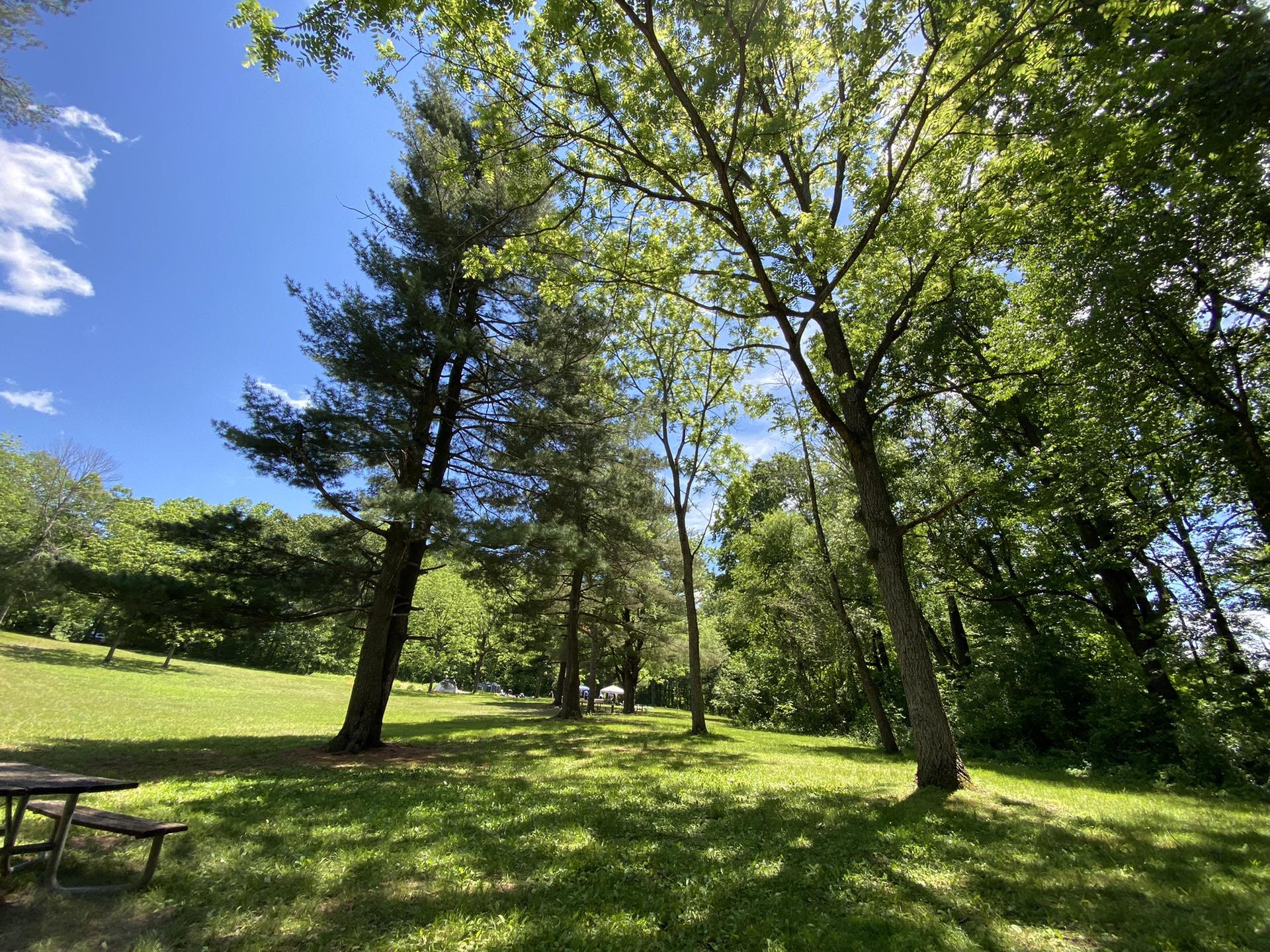 Sunny clearing in a forest with tall trees and a picnic table.