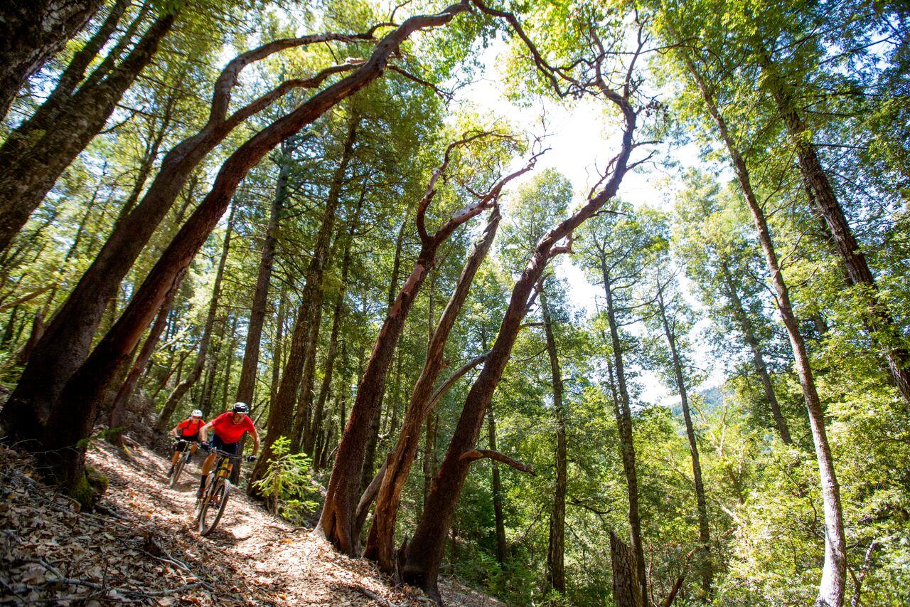 Two mountain bikers ride uphill on a dirt trail in a sunlit forest.