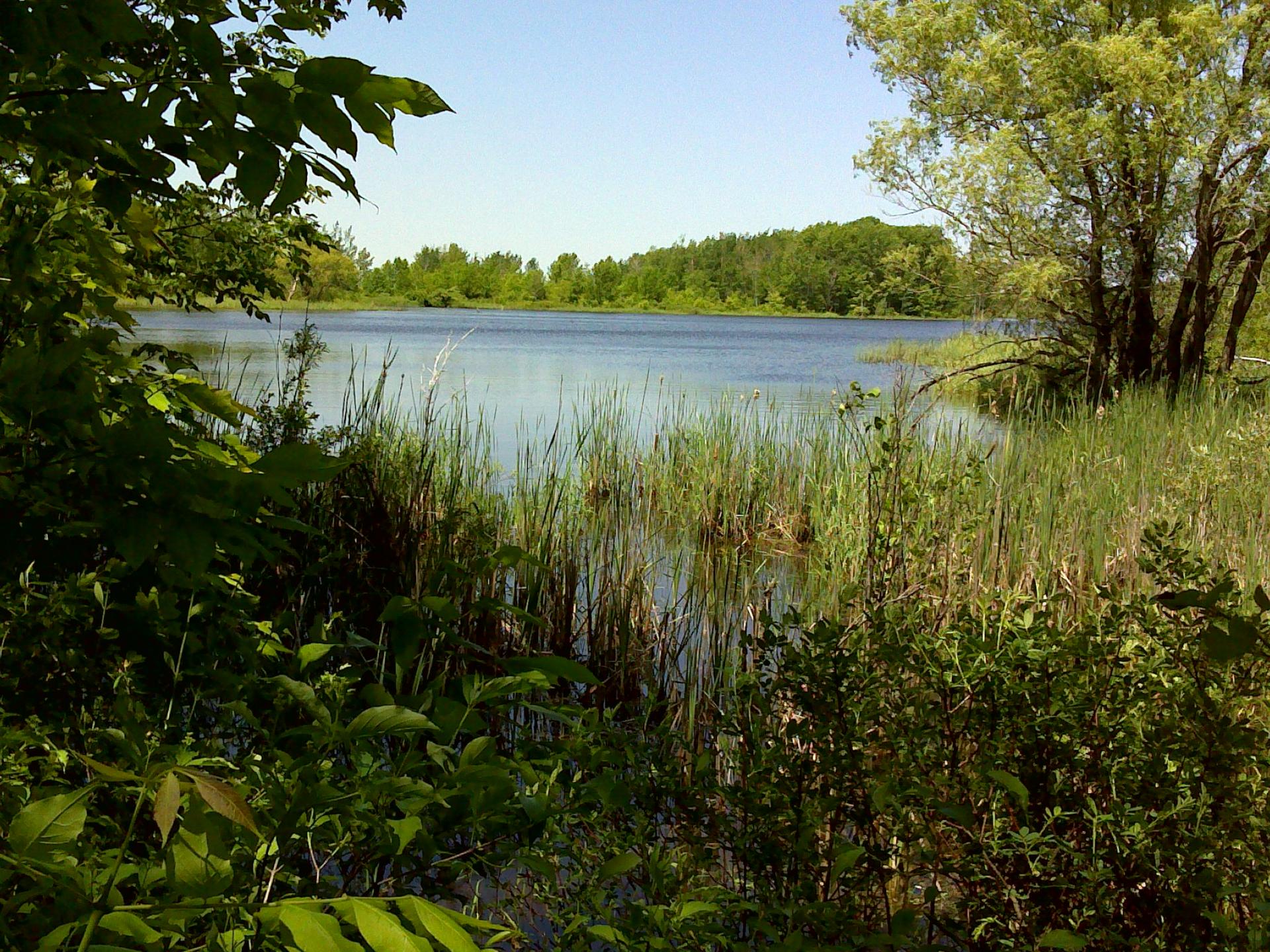 Sunny view of a lake surrounded by lush green trees and reeds.