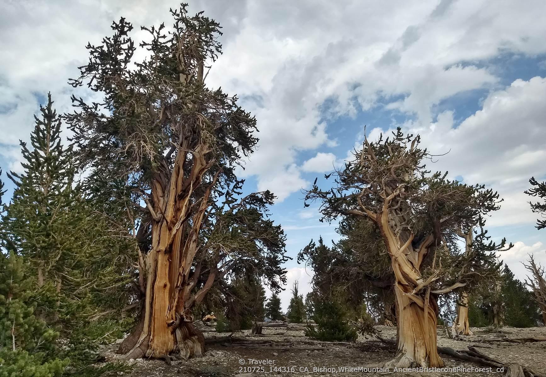 Two ancient, gnarled pine trees stand tall under a cloudy sky.