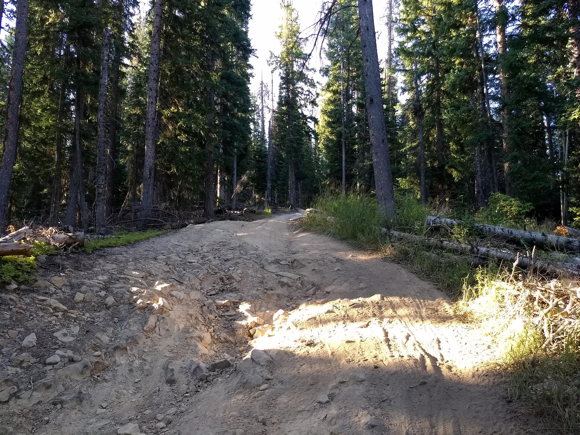 Steep, rocky dirt road ascending through a dense, sun-dappled pine forest.