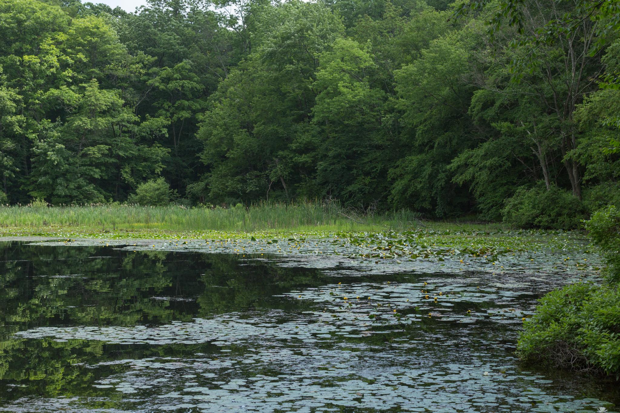 Serene pond covered in lily pads, surrounded by lush green forest.