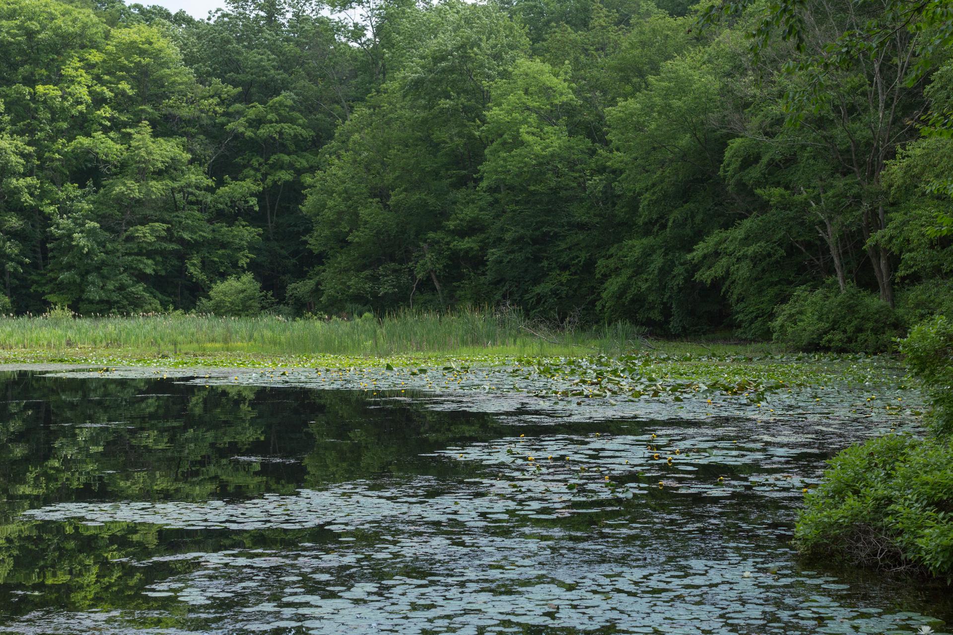 Serene pond covered in lily pads, surrounded by lush green forest.