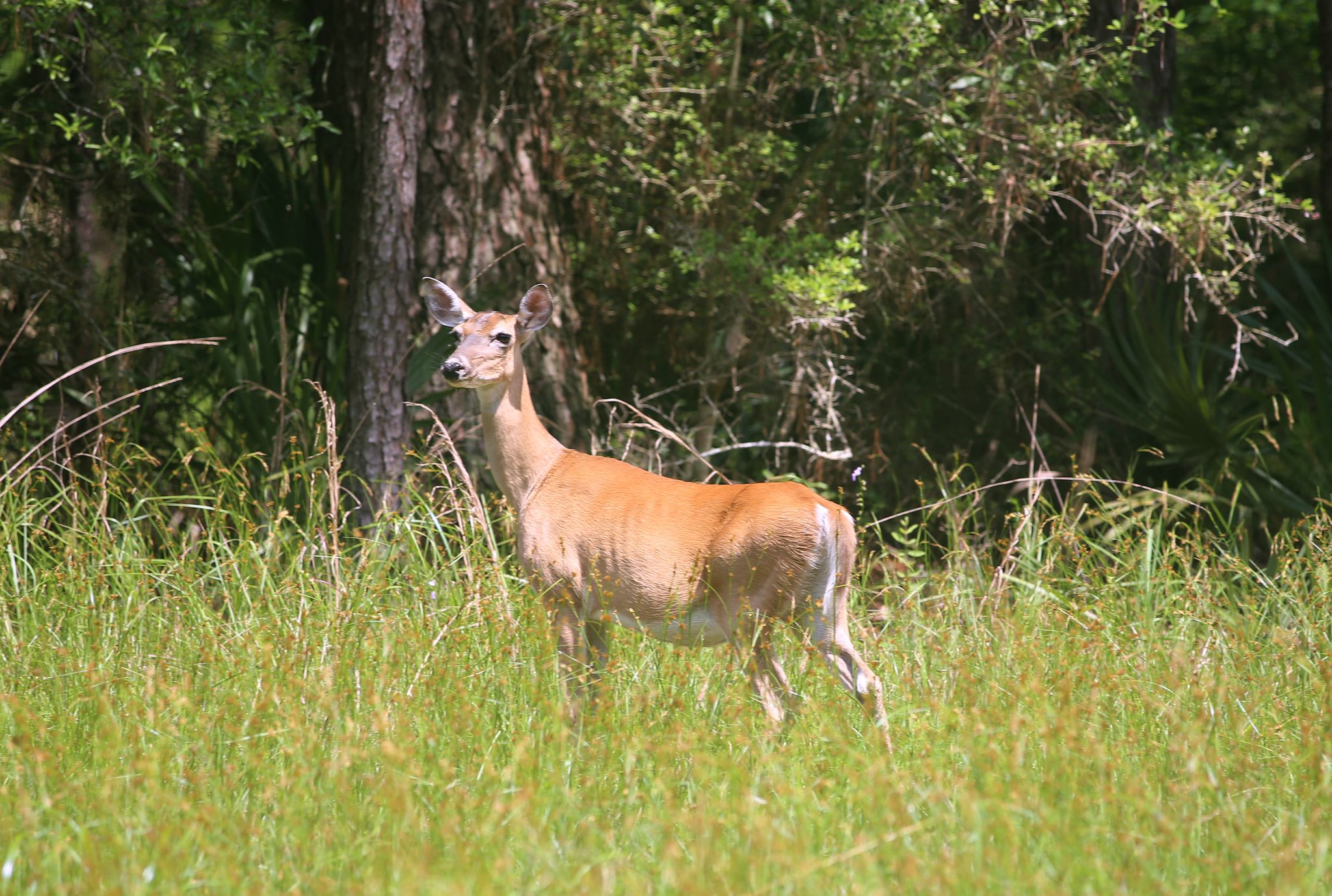 A brown deer stands in a sunny green field near trees. - Ameri Trail Out and Back