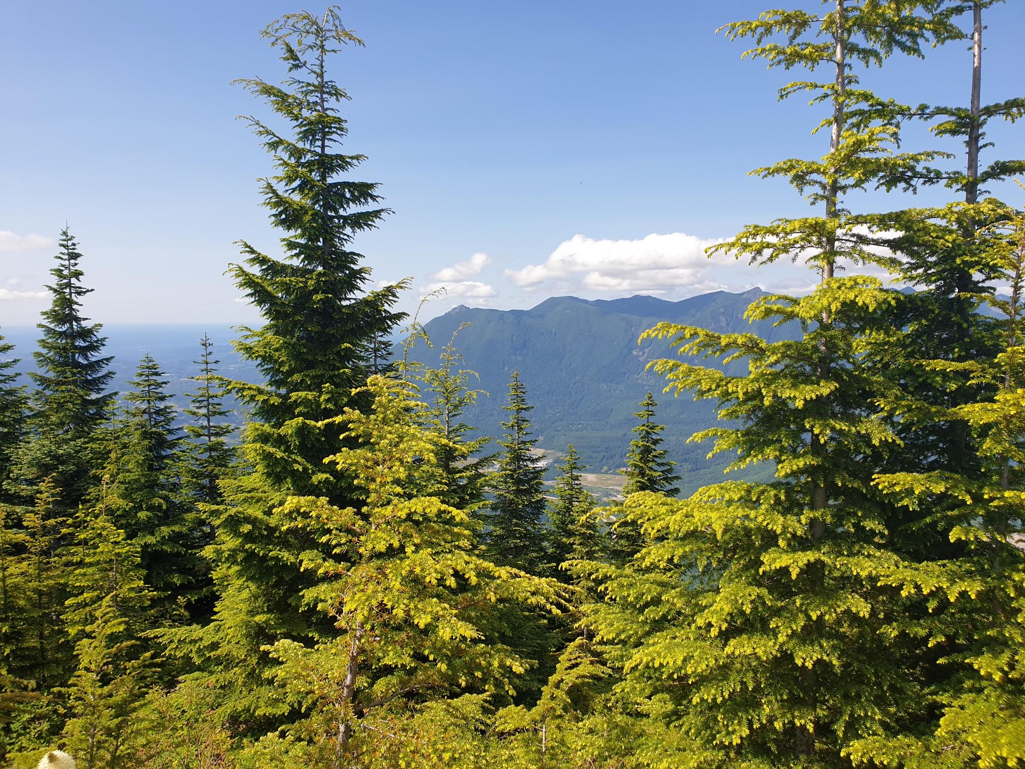 Bright sunny view of evergreen trees with distant mountains under a blue sky.