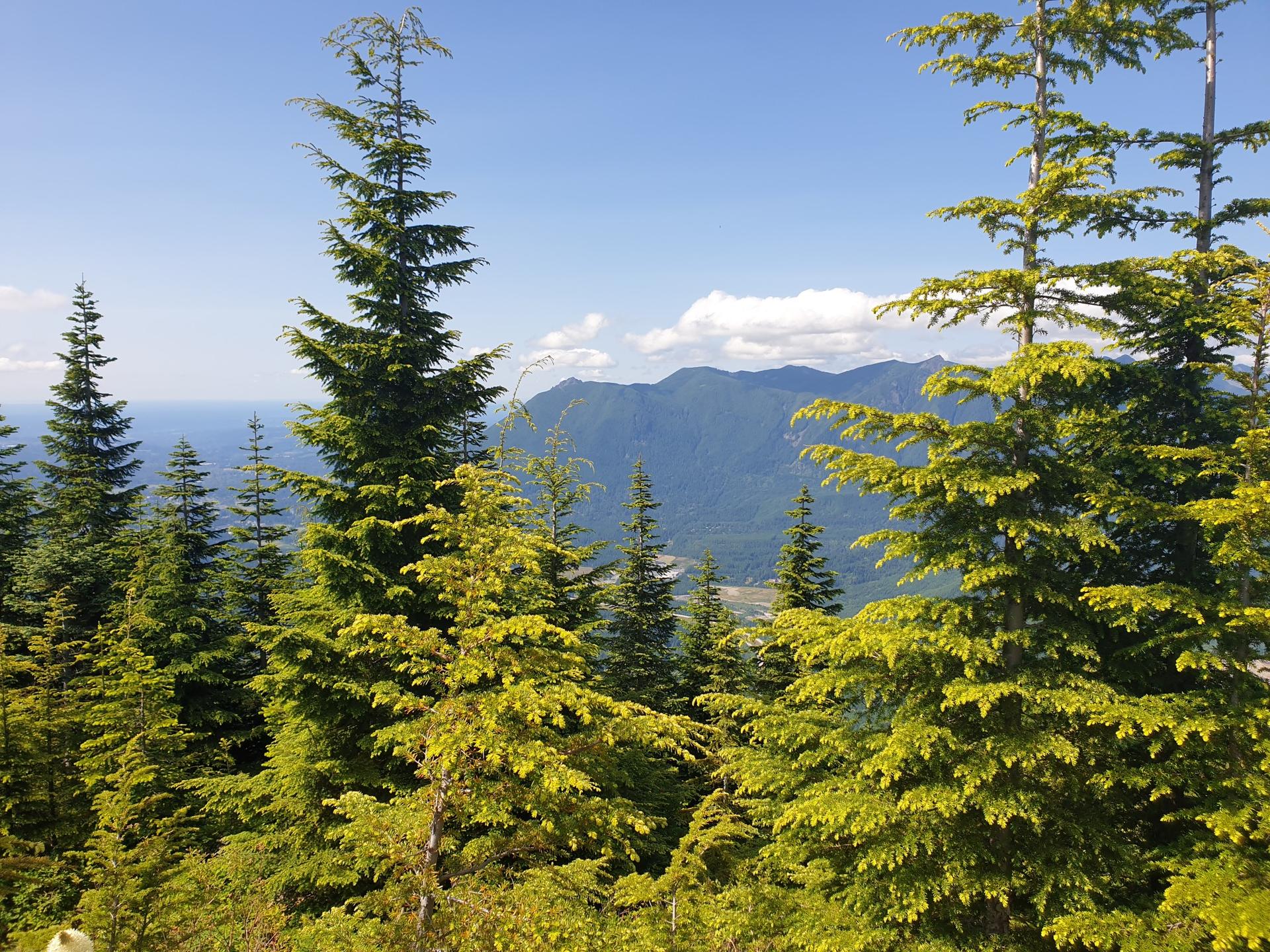 Bright sunny view of evergreen trees with distant mountains under a blue sky.