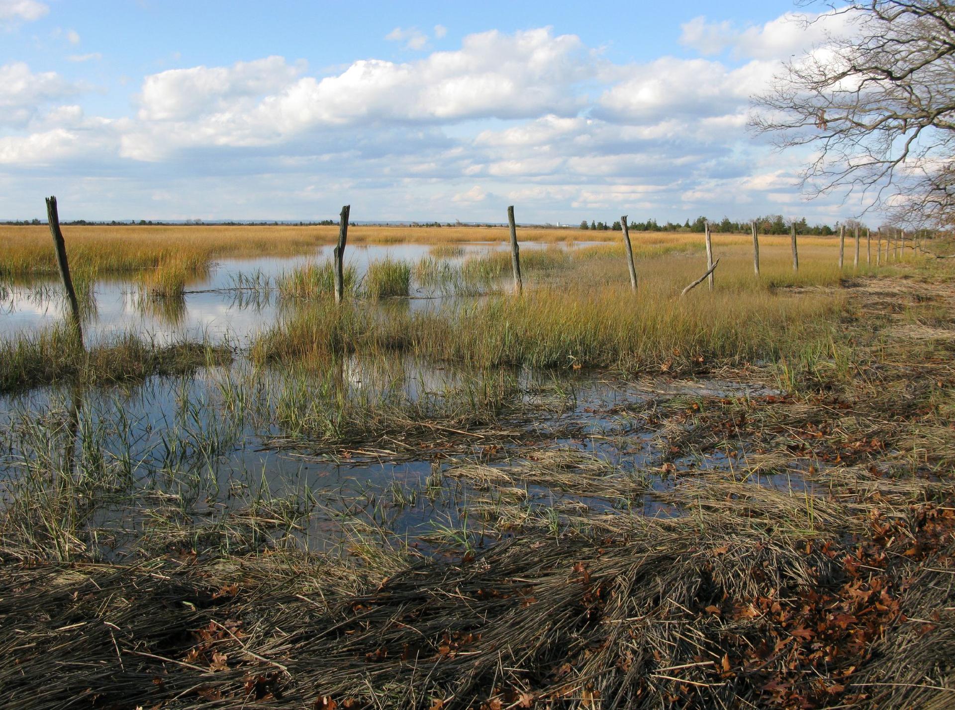 A sunny marsh with tall golden grass, water, and wooden posts.