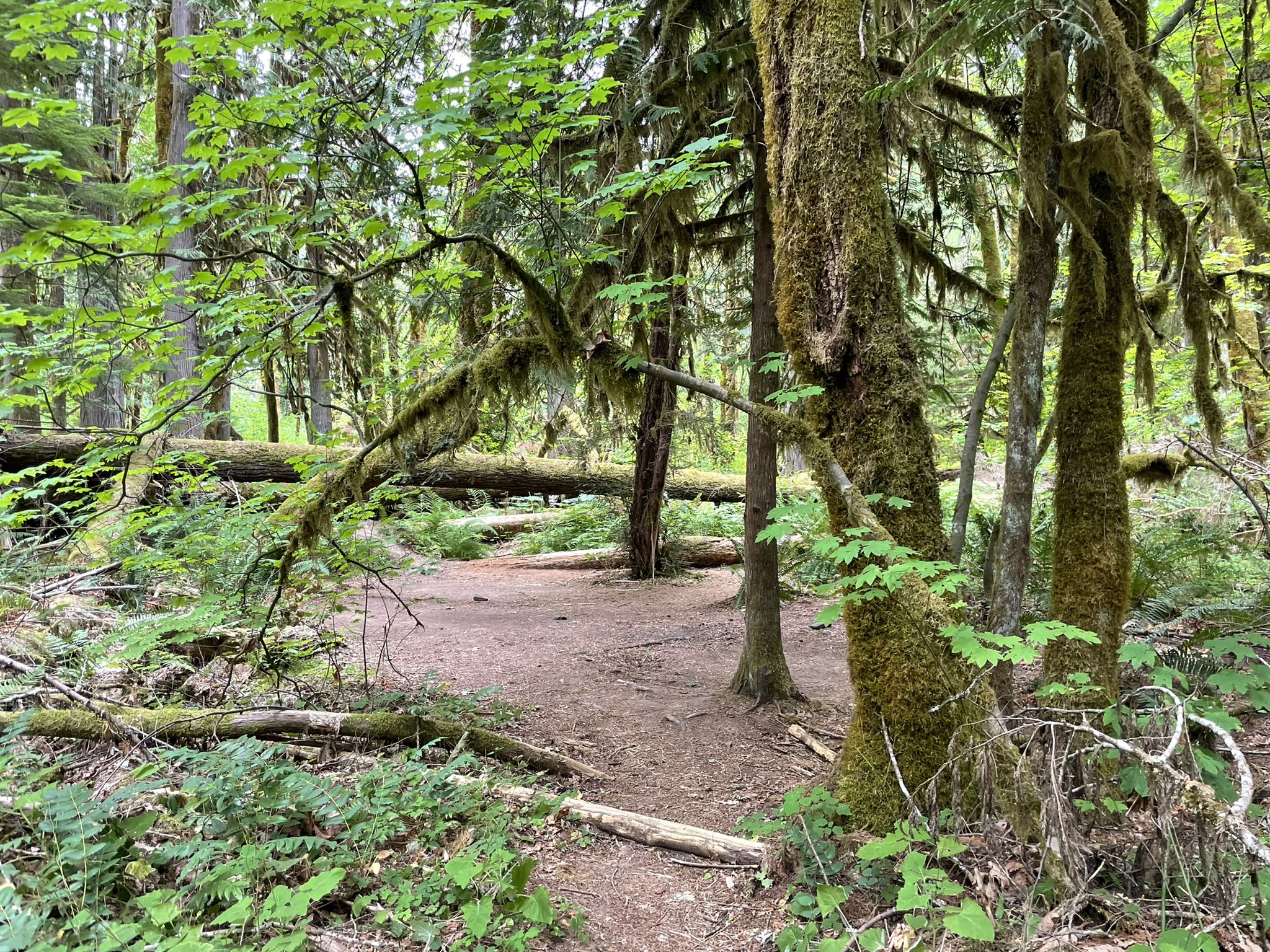 Lush, mossy forest with a dirt path winding through green trees. - Panther Creek loop from Panther Creek Campground