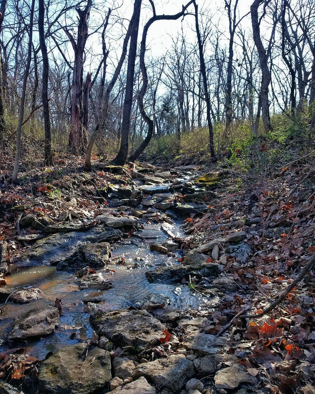 Rocky stream flowing through a bare forest under bright natural light.
