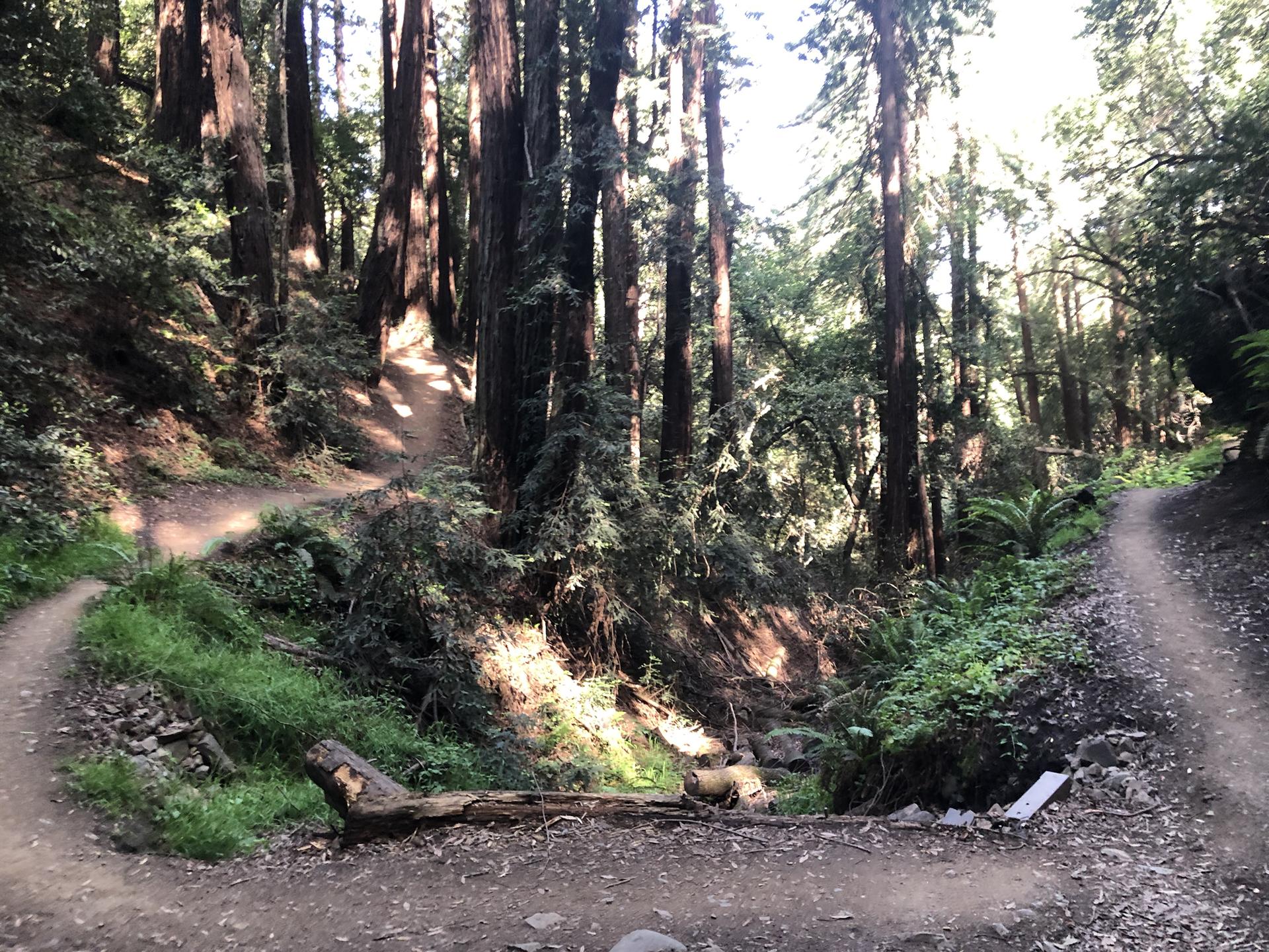 A sunlit fork in a dirt trail through a dense forest.