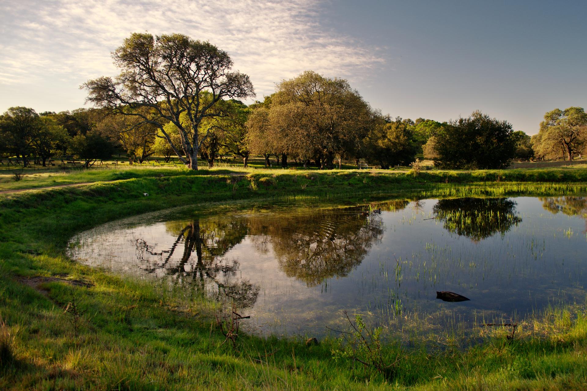 A tranquil pond reflecting large trees under a warm, partly cloudy sky.