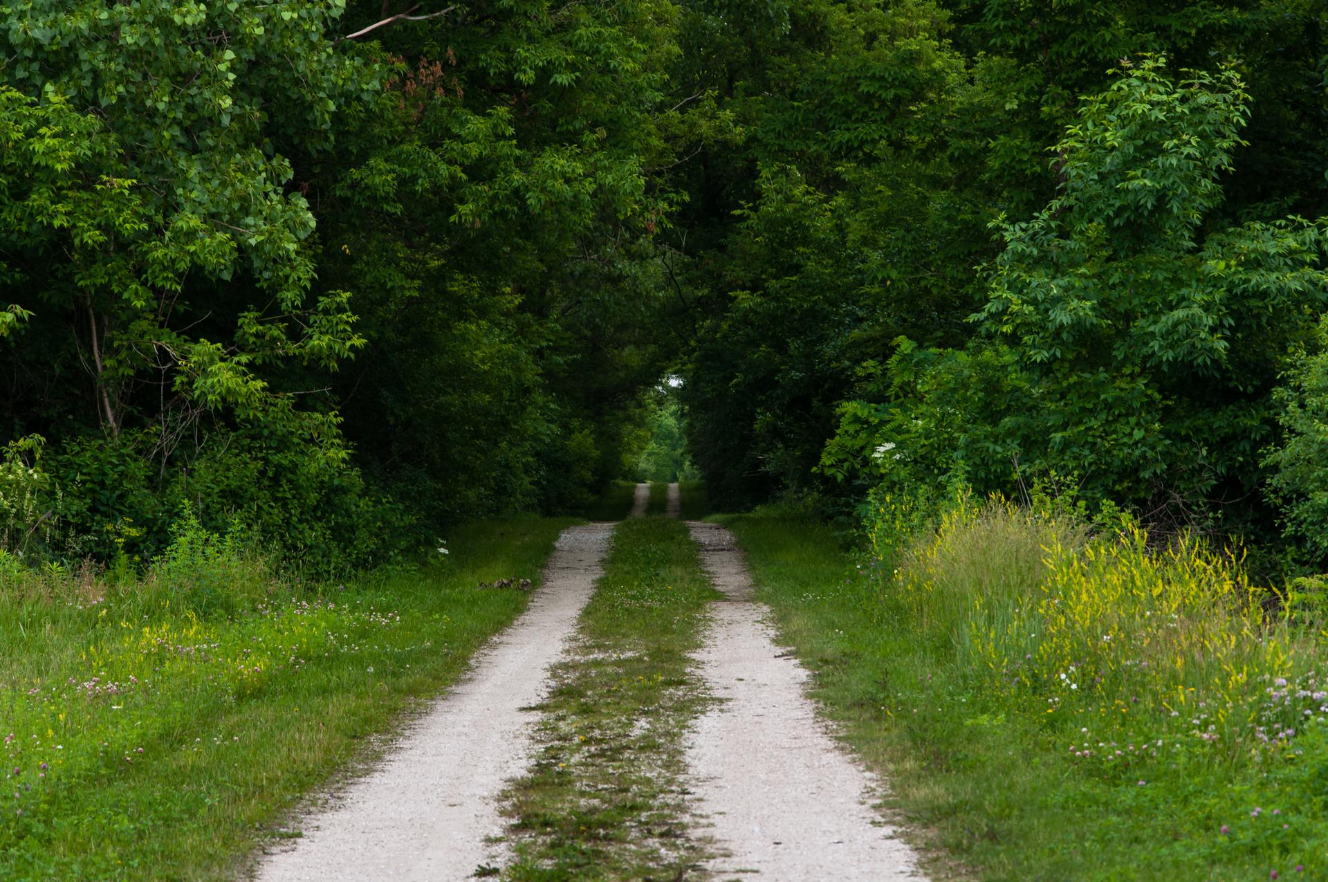 A dirt path through dense green woods under soft, natural light.