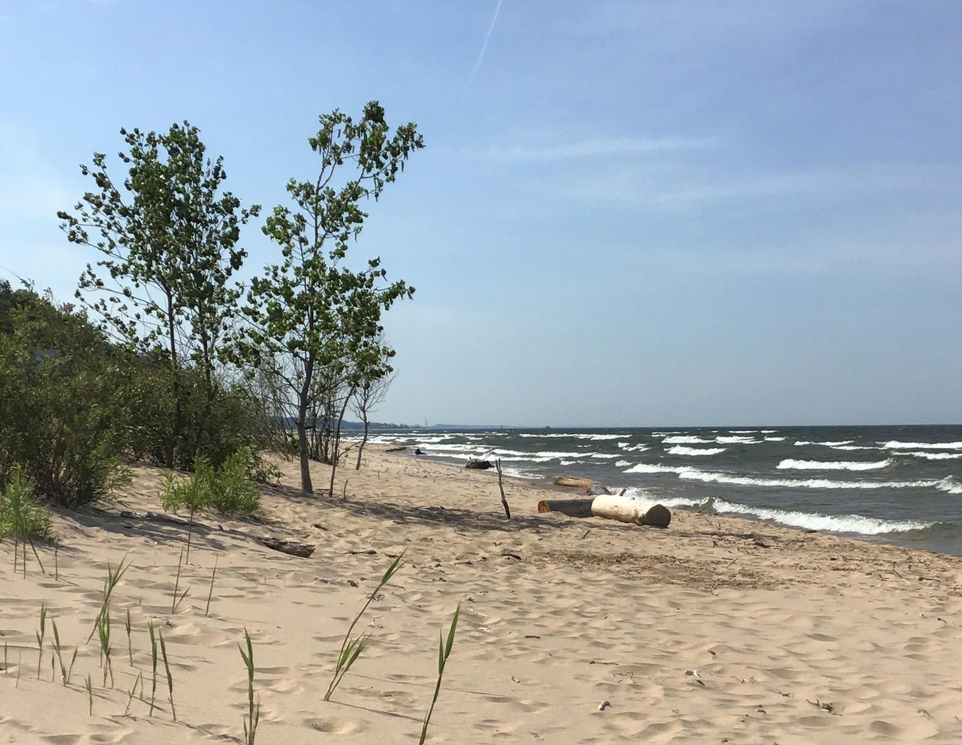 Sandy beach with waves, sparse trees, and driftwood under blue sky.