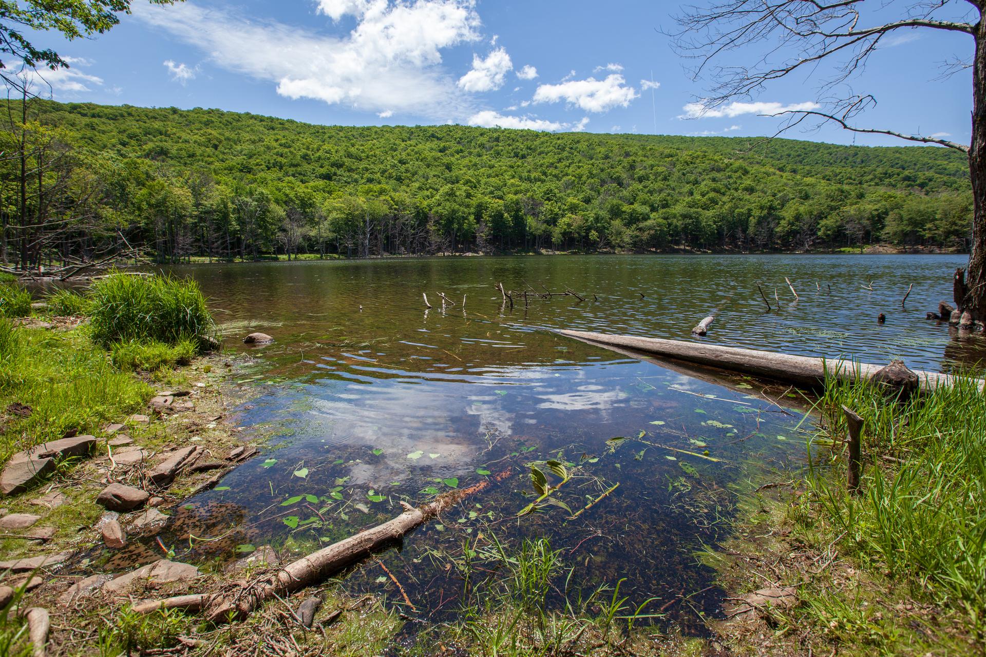 Serene forest lake with submerged logs, surrounded by green trees and hills.