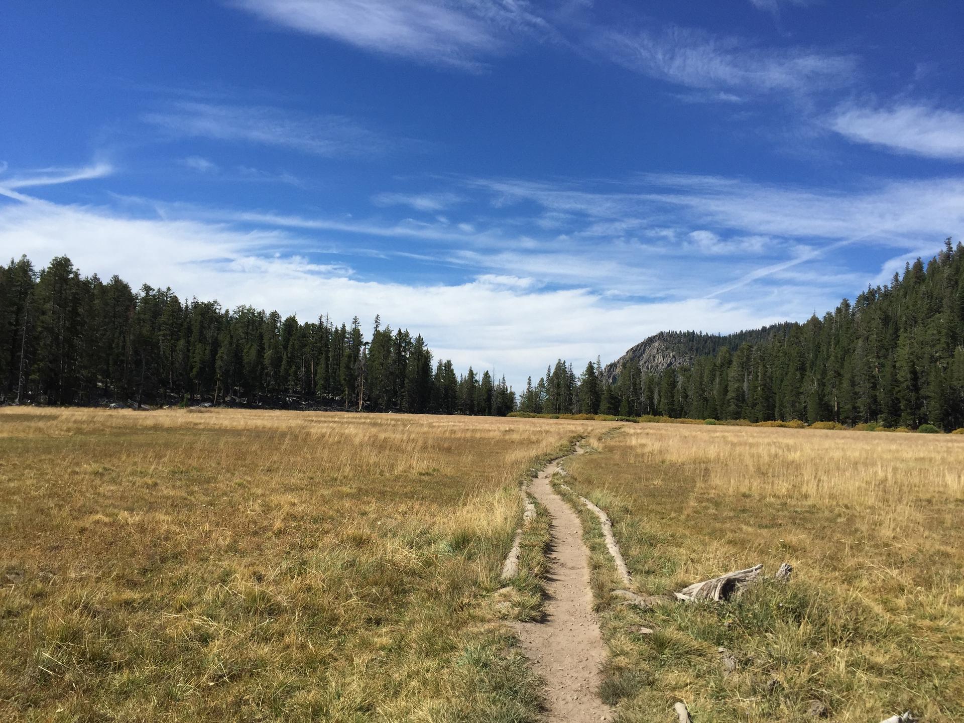 Dirt trail through a vast golden meadow, bordered by pine forests under blue sky.