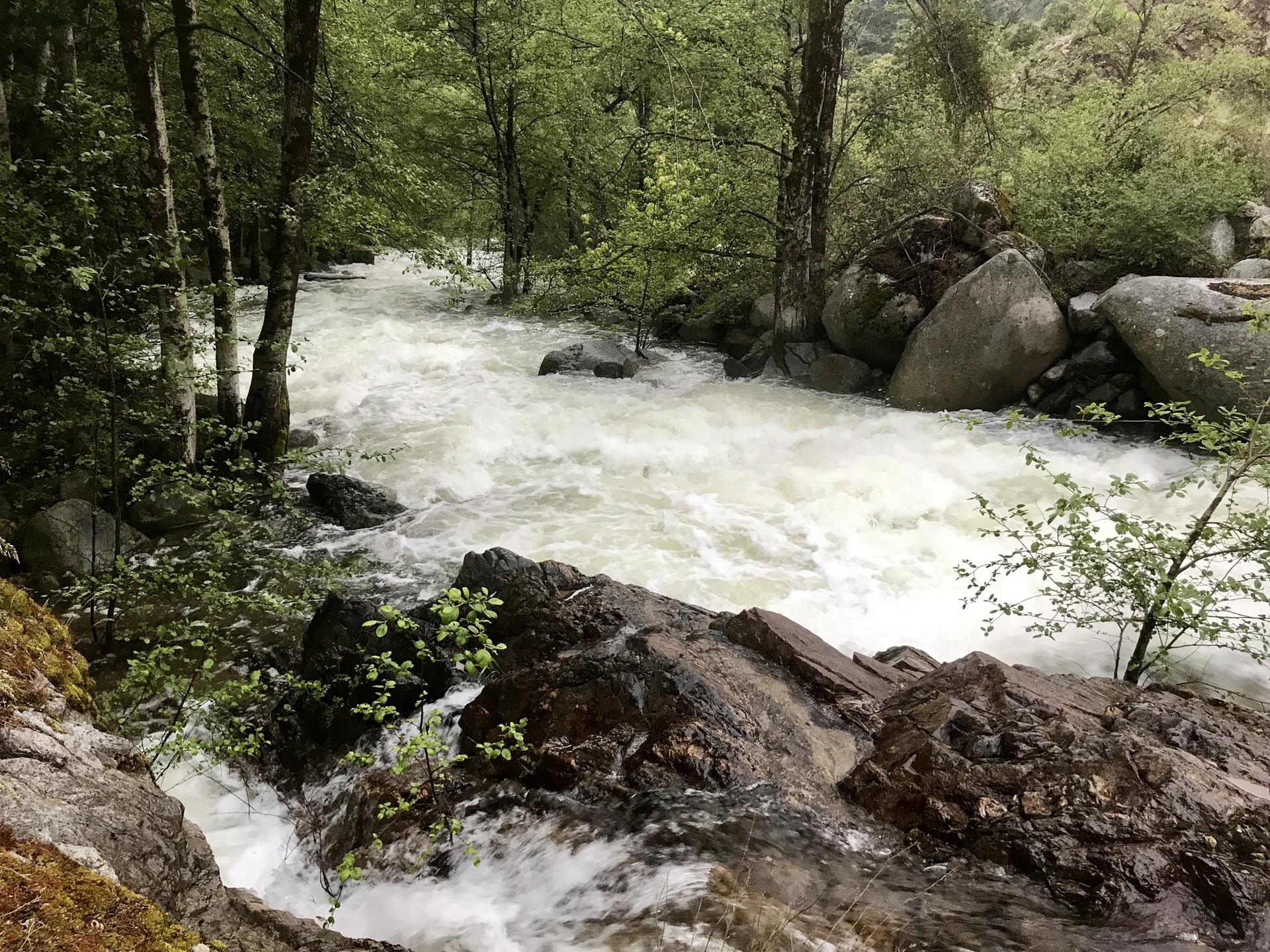 Rushing whitewater river flowing through a rocky, green forest under an overcast sky.