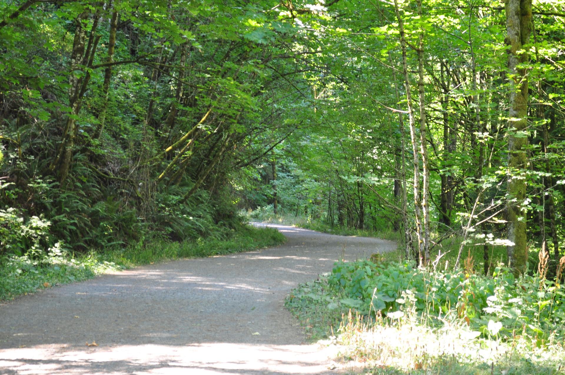 Sunny forest path winding through lush green trees and foliage.