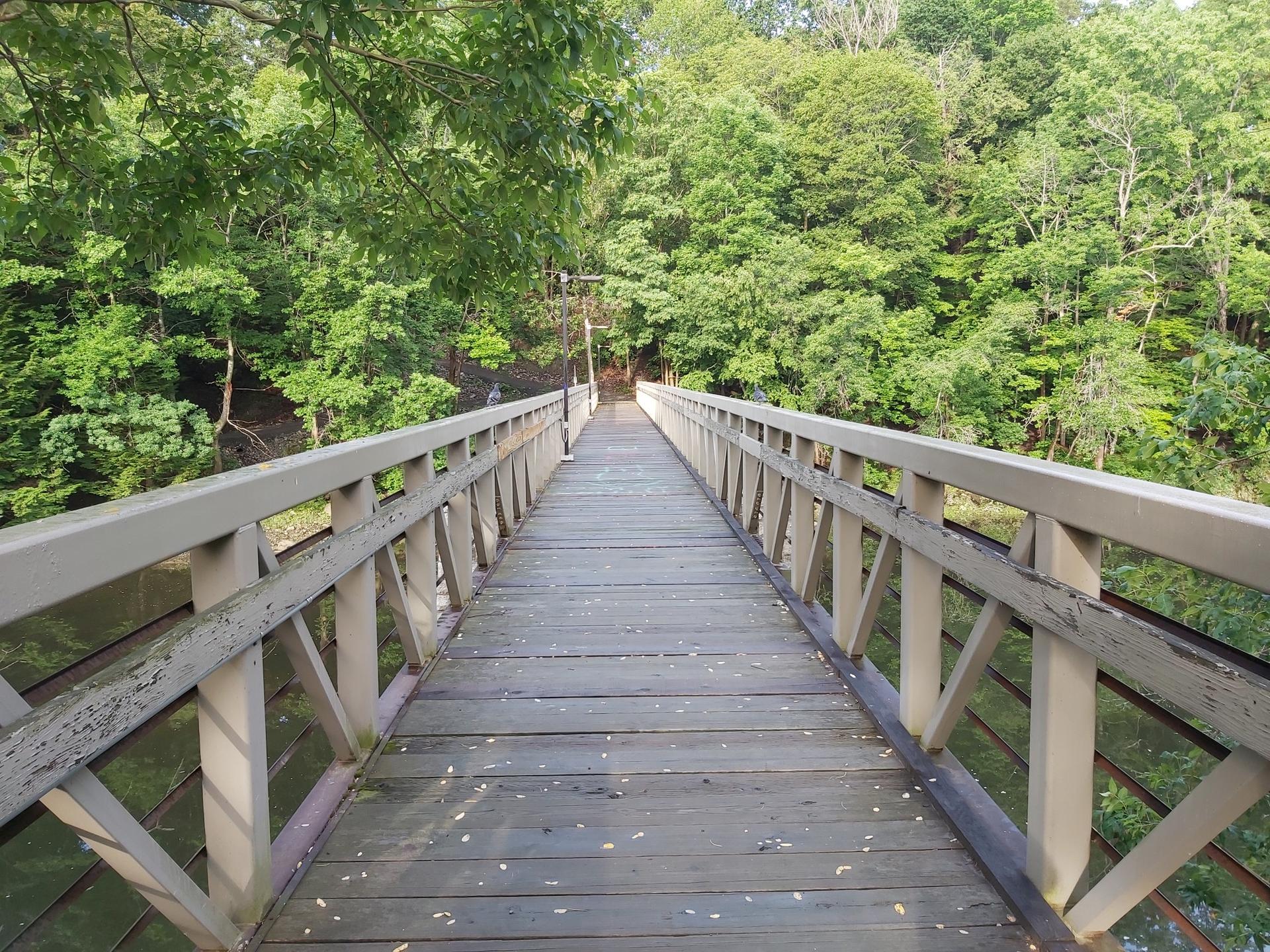 Wooden pedestrian bridge through lush green forest, bright daylight.