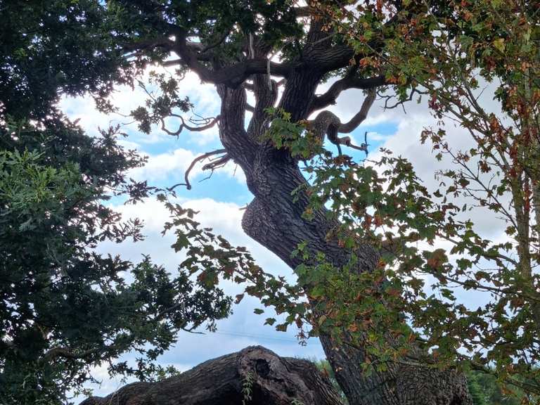 Forest Oak - remnant of the ancient Forest of Morfe: Wanderungen und