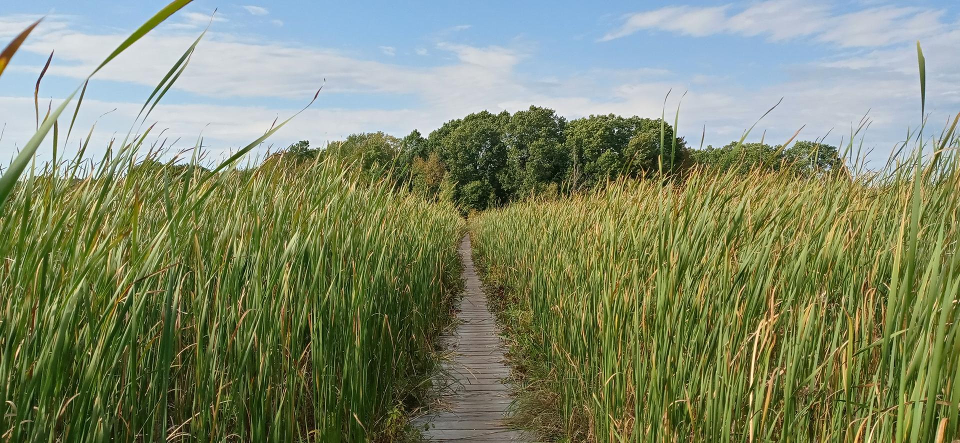 Wooden boardwalk through tall green reeds under a bright, cloudy sky.