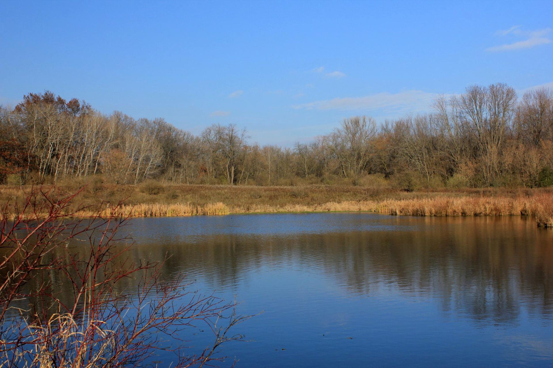 A calm pond reflects a clear blue sky, surrounded by bare trees.