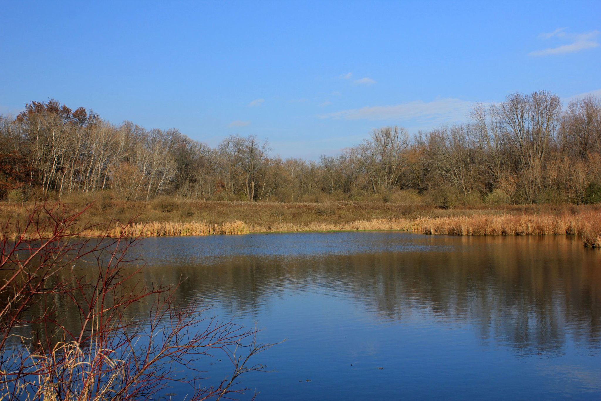 A calm pond reflects a clear blue sky, surrounded by bare trees. - Pierce Lake – Rock Cut State Park loop from Harlem Township