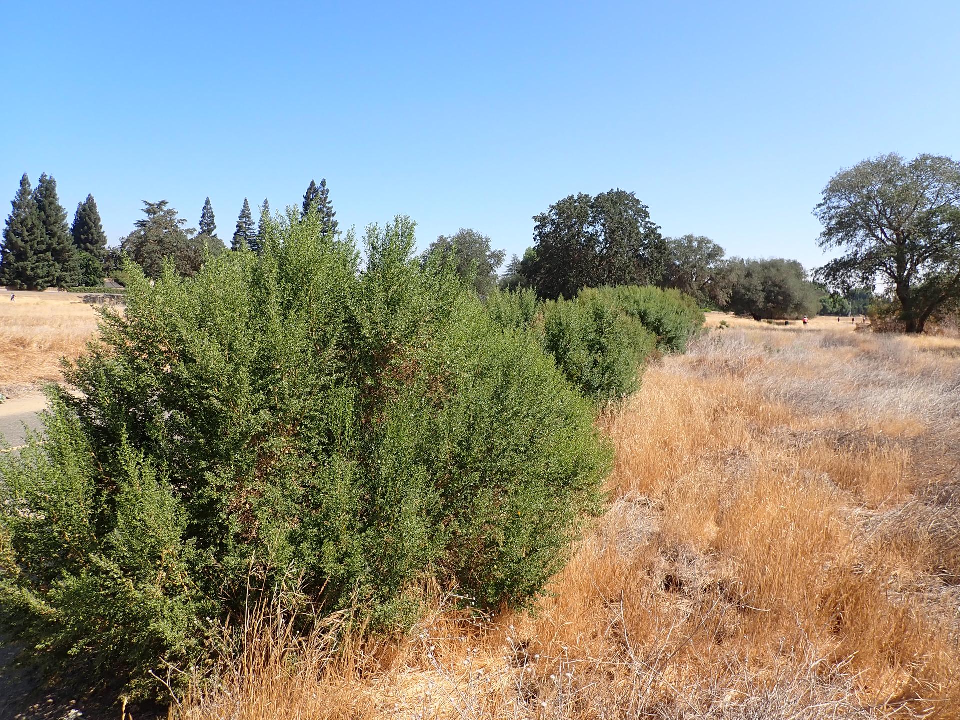 Bright sunny day over green bushes, dry grass, and distant trees.