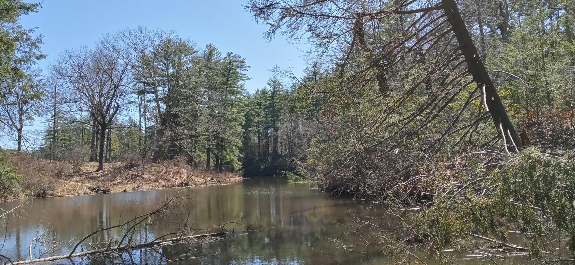 Calm water reflecting a clear sky, surrounded by dense forest trees.