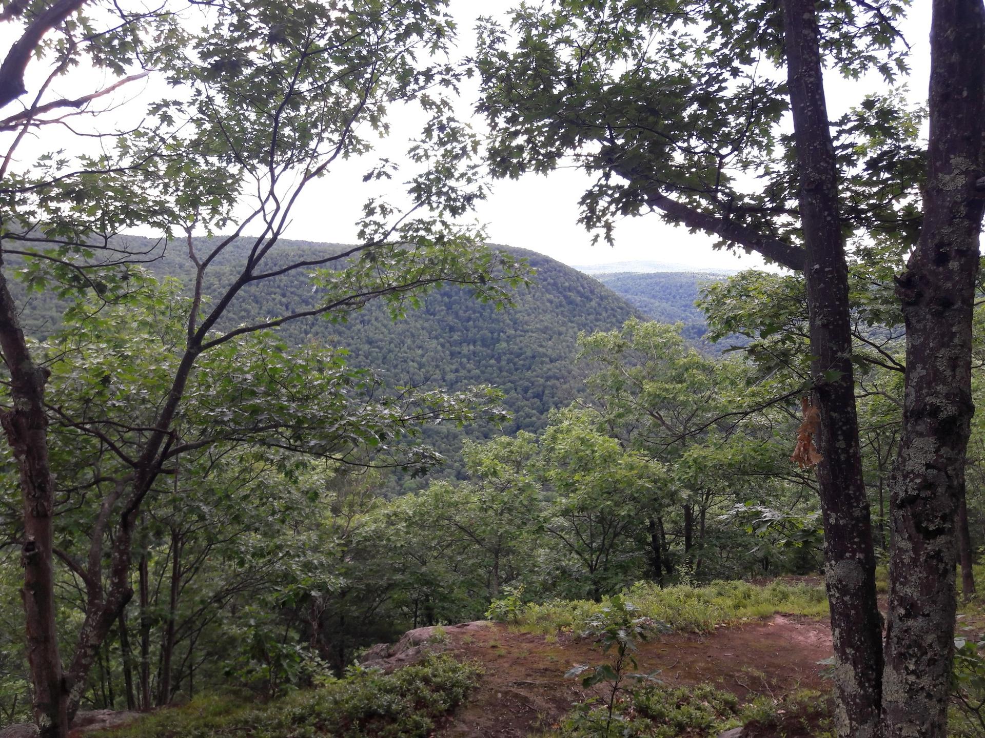 View of a vast forested valley through green tree branches.